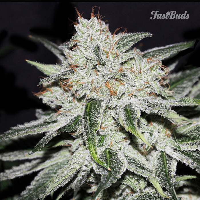 FastBuds - Rhino Ryder (auto/fem.)