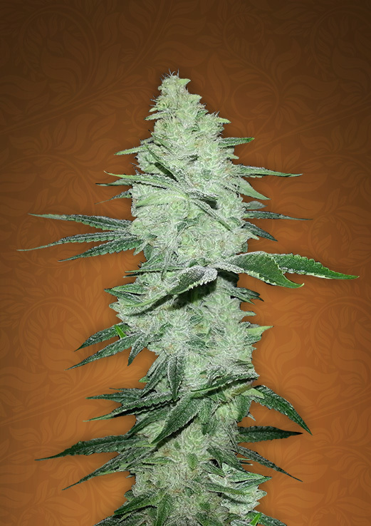 FastBuds - Six Shooter (auto/fem.)