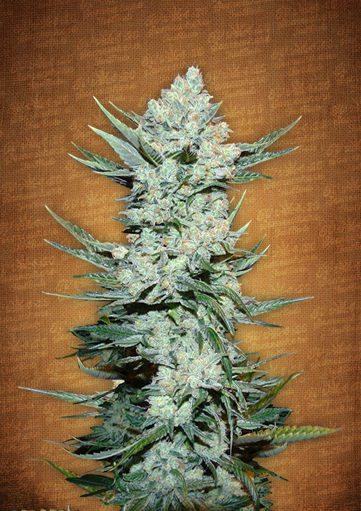 FastBuds - Tangie'matic (auto/fem.)