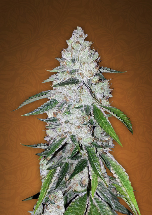 FastBuds - West Coast O.G. (auto/fem.)