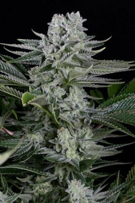Dinafem - Gorilla CBD (fem.) 06356
