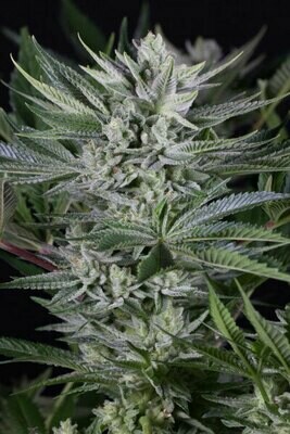 Dinafem - Quick Gorilla (fem.) 06360