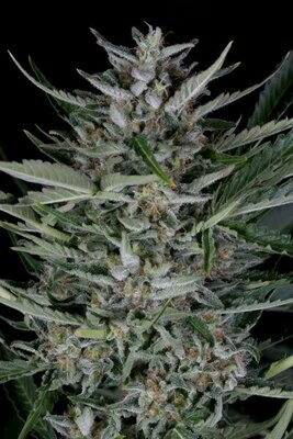 Dinafem - Gorilla Autoflowering (auto/fem.) 06368