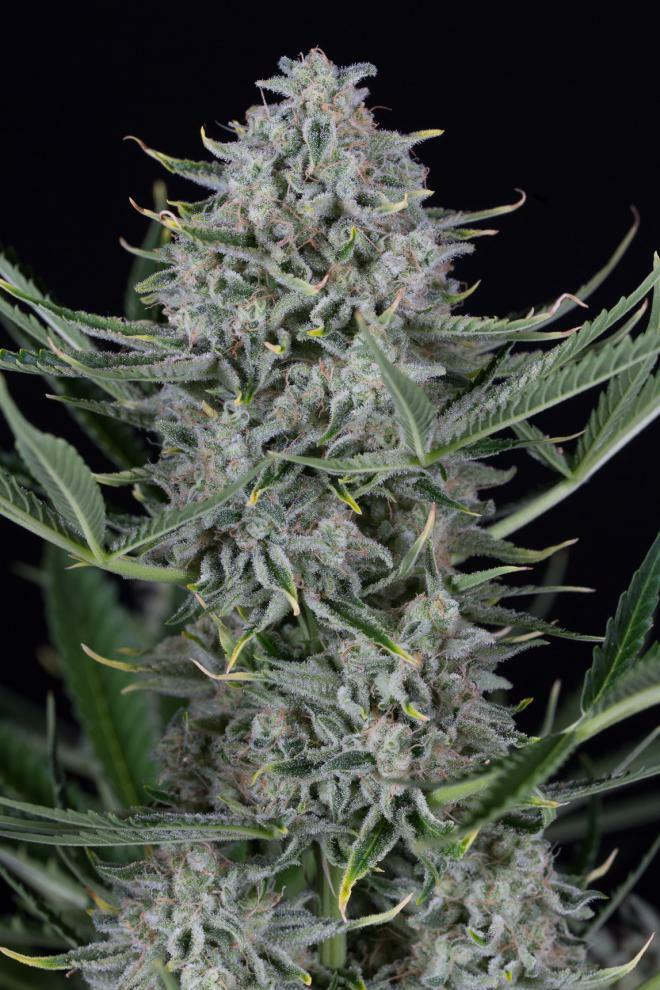 Dinafem - Cookies Autoflowering (auto/fem.)