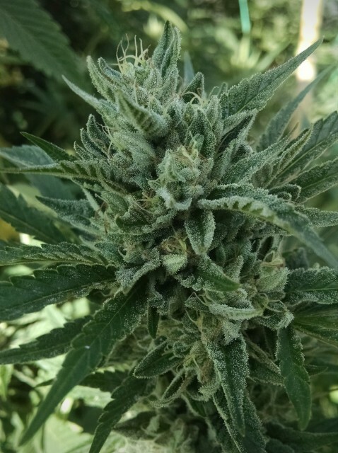 Platinum Seeds - Black Hog (reg.)
