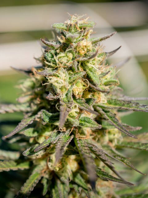 Platinum Seeds - Pellezino (reg.)