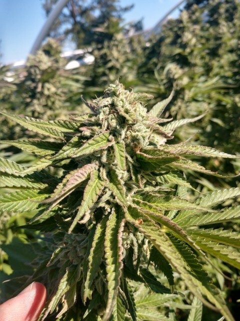 Platinum Seeds - The Azucar (reg.)