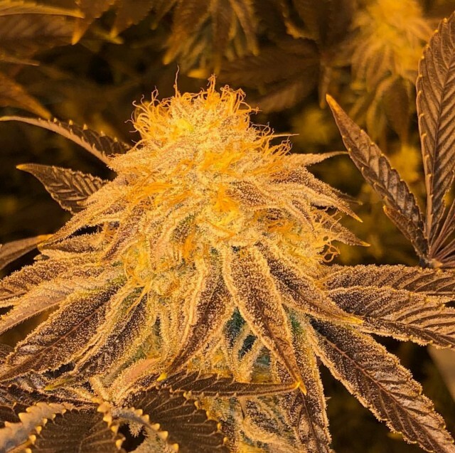 Platinum Seeds - Z3 (reg.)