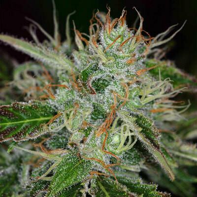 TGA Subcool Seeds - Chernobyl (reg.) 06383