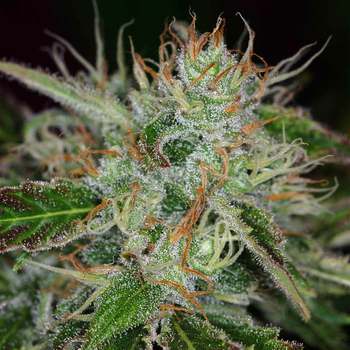 TGA Subcool Seeds - Chernobyl (reg.)