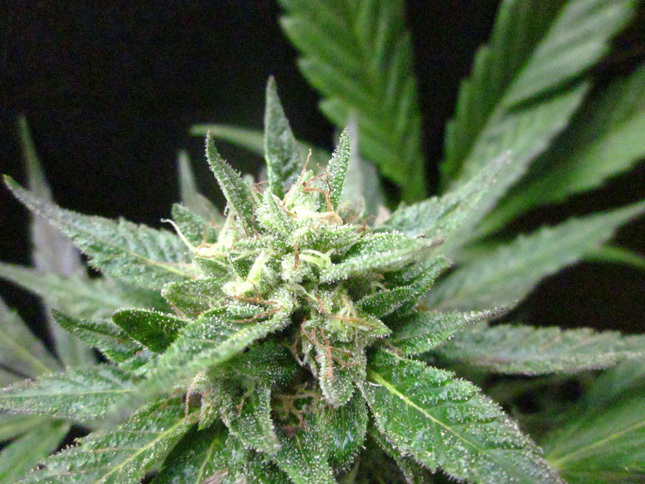 Loud Seeds - Bubba Kush Pre 98 (fem.)