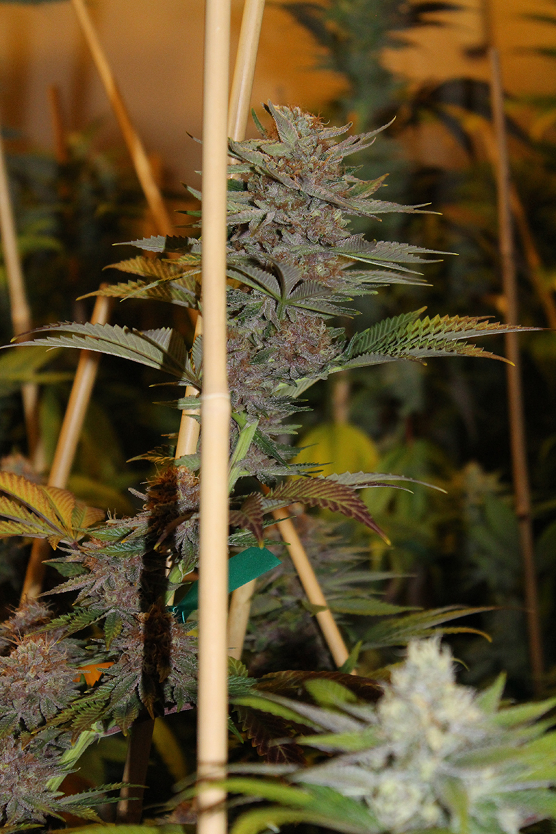 Loud Seeds - 8 Mile (reg.)