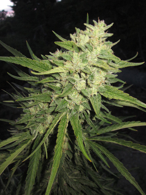 Loud Seeds - Original Loud (reg.)