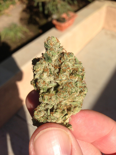 Loud Seeds - Headband (fem.)