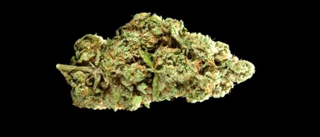 Loud Seeds - Headband (fem.)