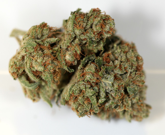 Loud Seeds - Ganja Farmer OG (reg.)