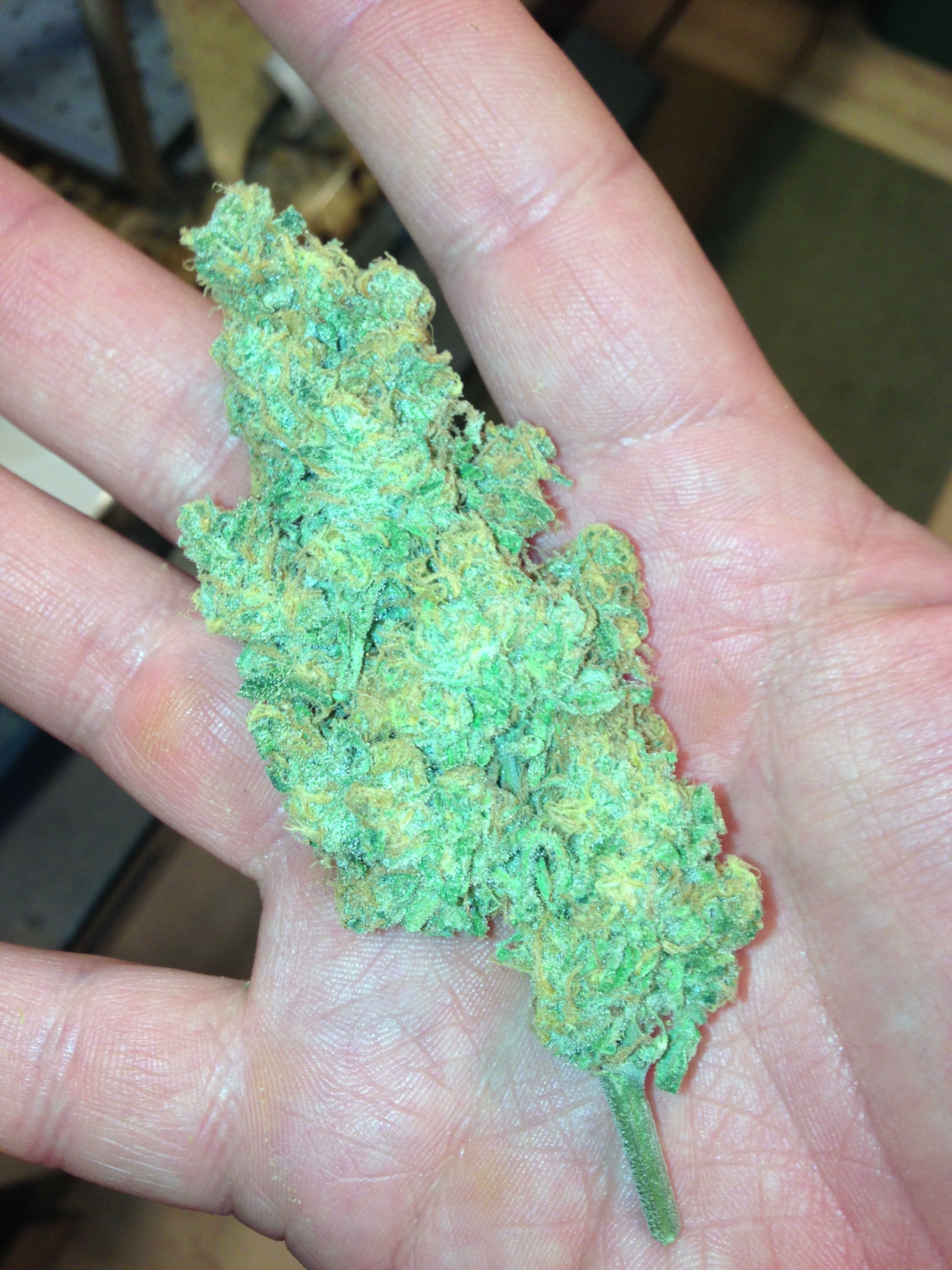 Loud Seeds - Loud Dream (fem.)