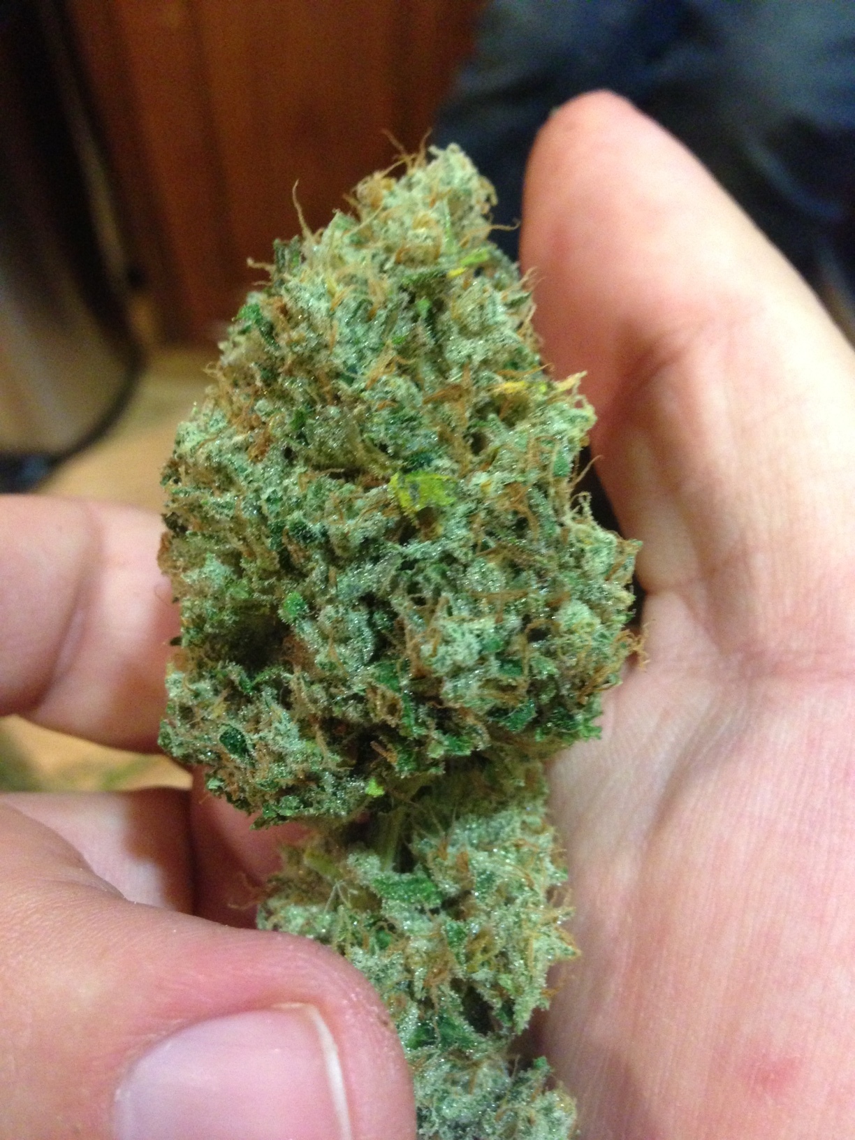 Loud Seeds - 7/8 Sour (reg.)