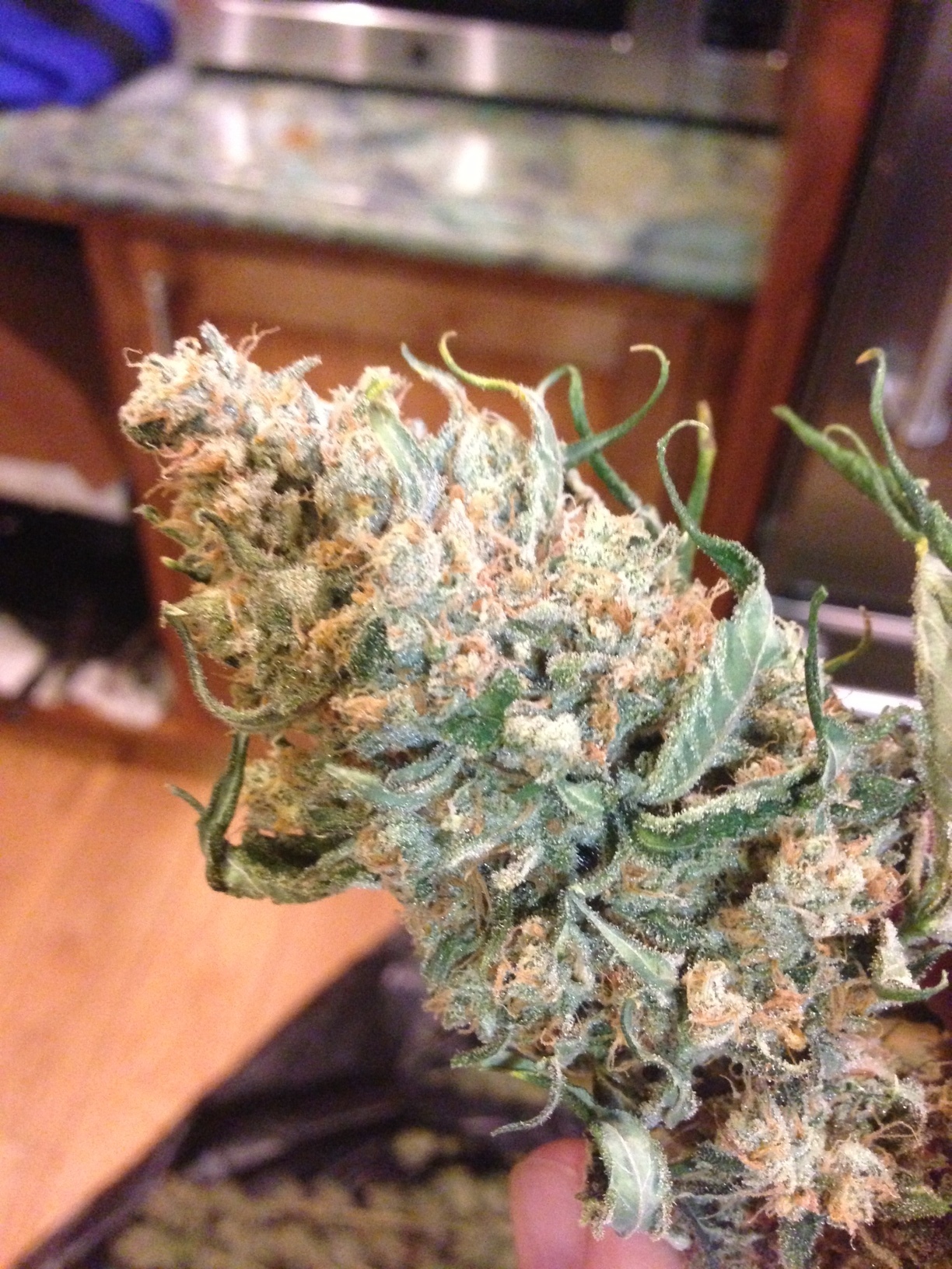 Loud Seeds - 7/8 Sour (reg.)