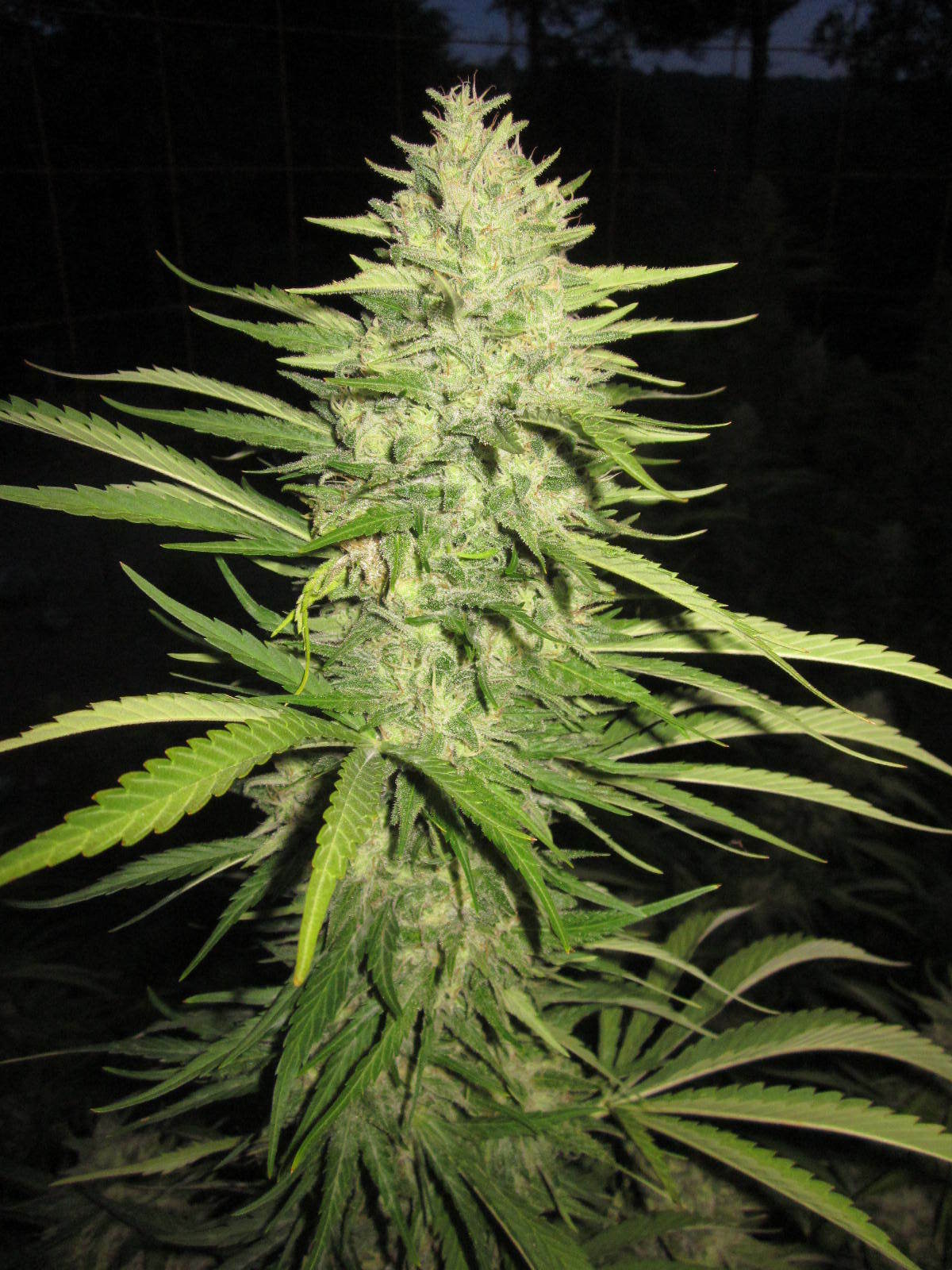 Loud Seeds - 7/8 Sour (reg.)