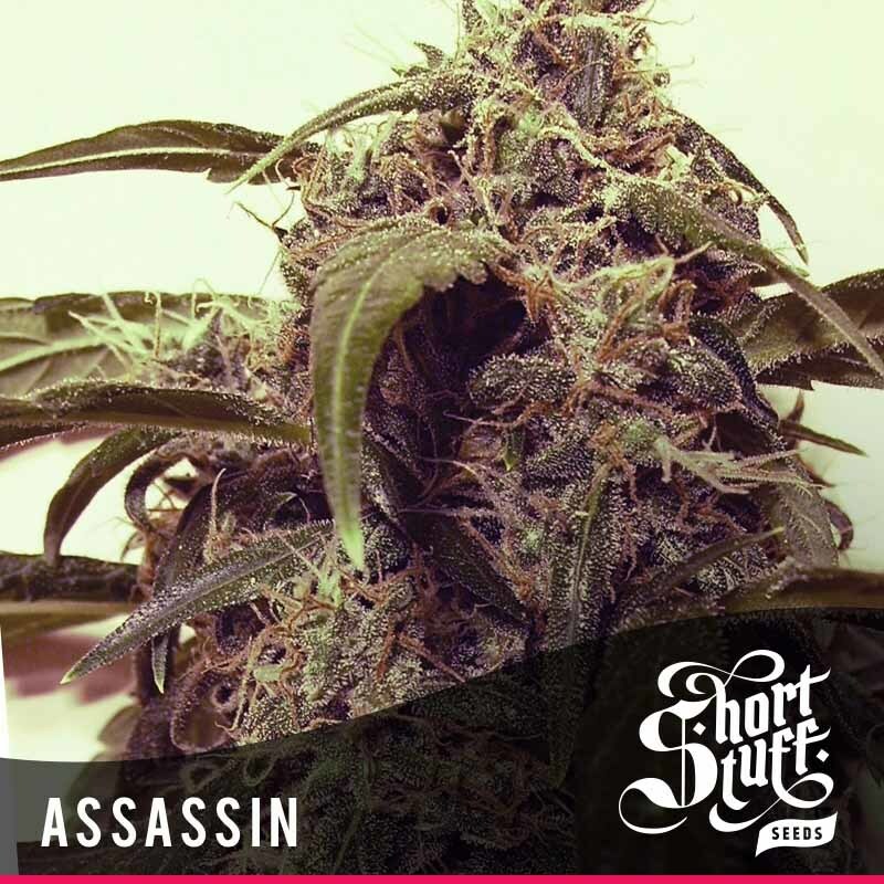 Short Stuff Seeds - Auto Assassin (auto/fem.)