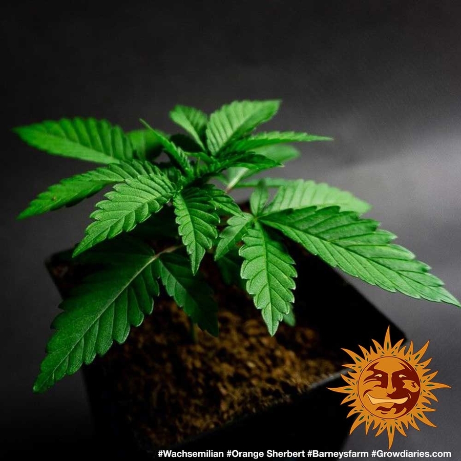 Barney's Farm - Orange Sherbert (fem.)