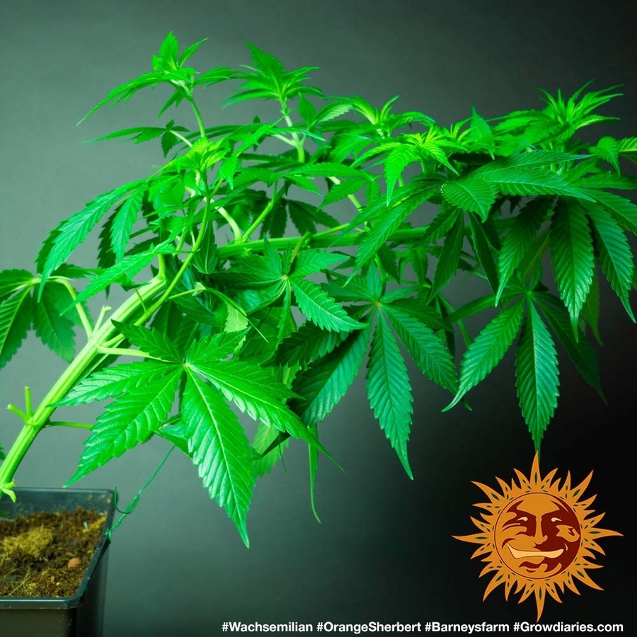 Barney's Farm - Orange Sherbert (fem.)