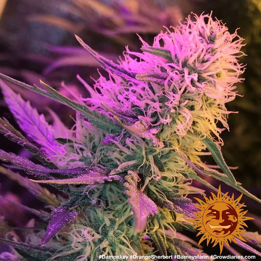 Barney's Farm - Orange Sherbert (fem.)