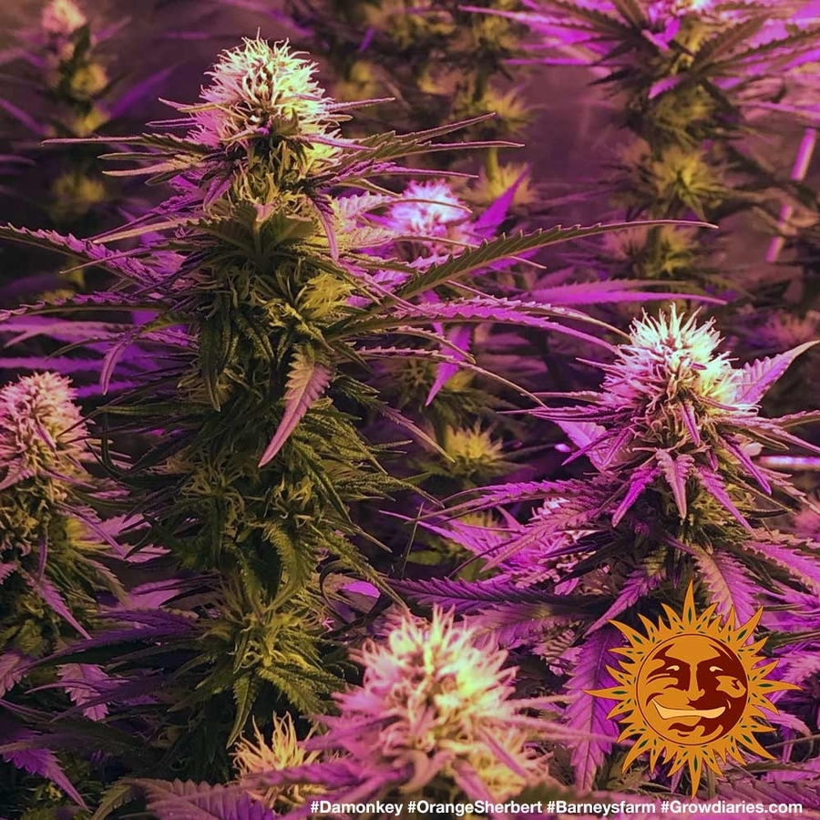 Barney's Farm - Orange Sherbert (fem.)