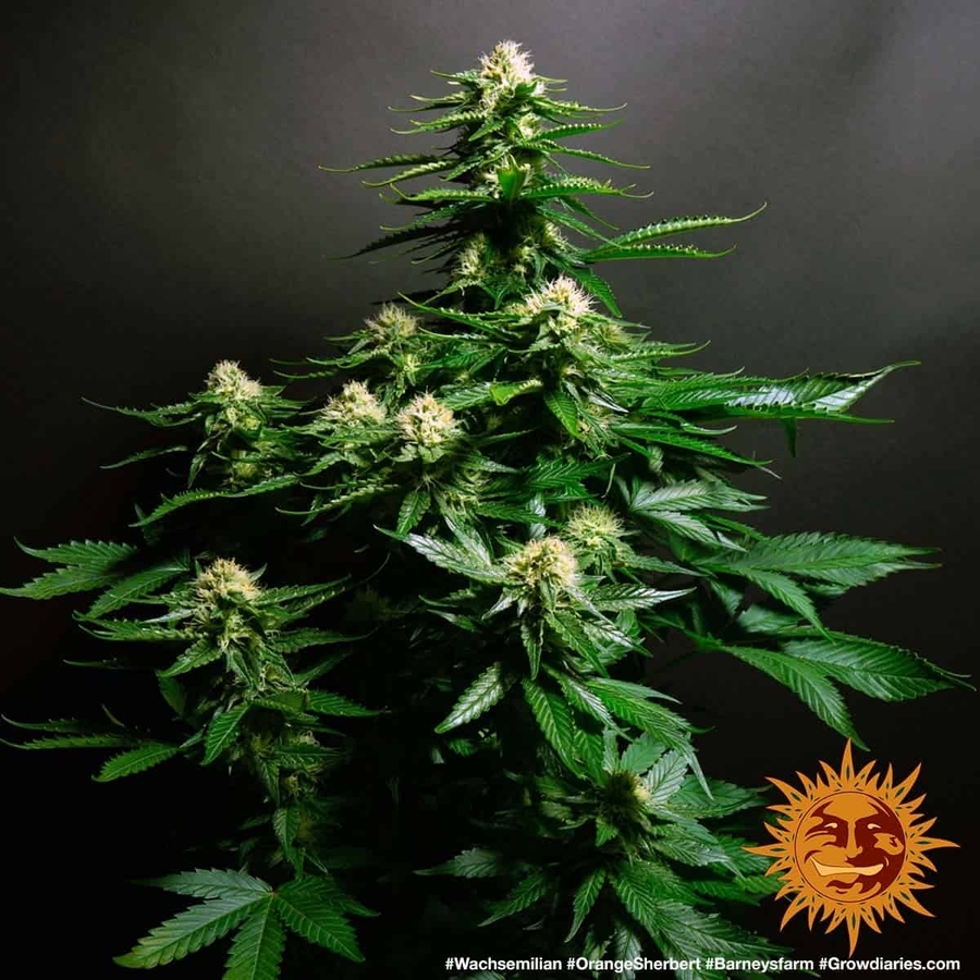 Barney's Farm - Orange Sherbert (fem.)