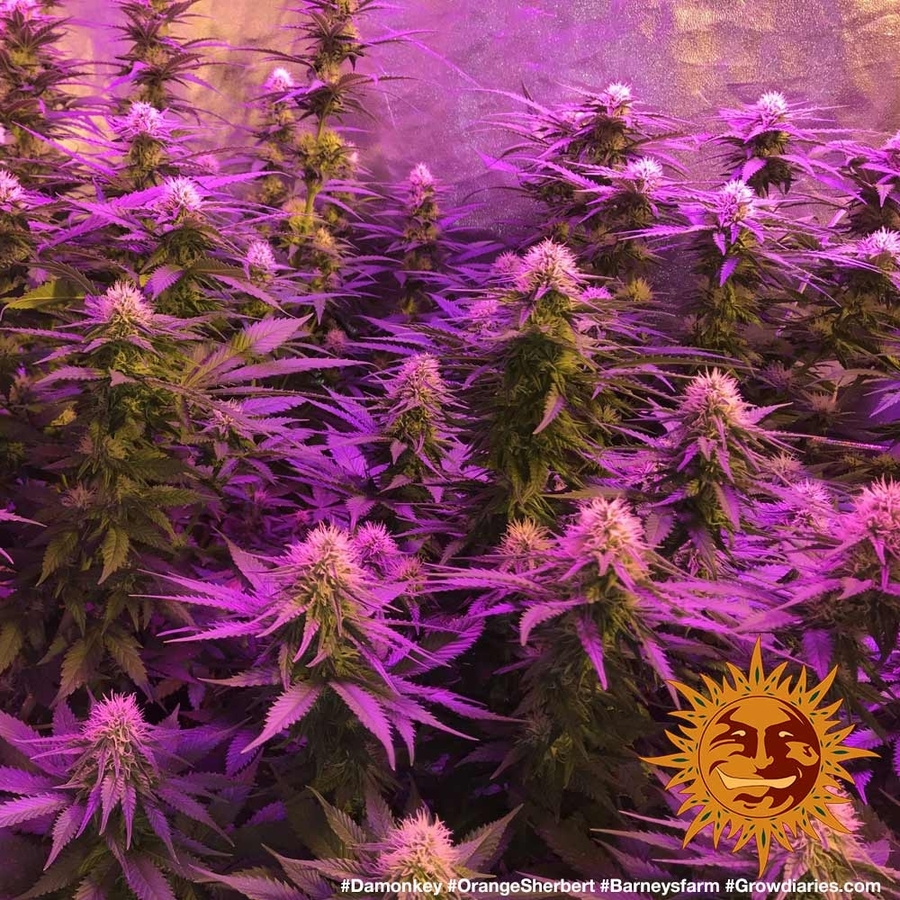 Barney's Farm - Orange Sherbert (fem.)