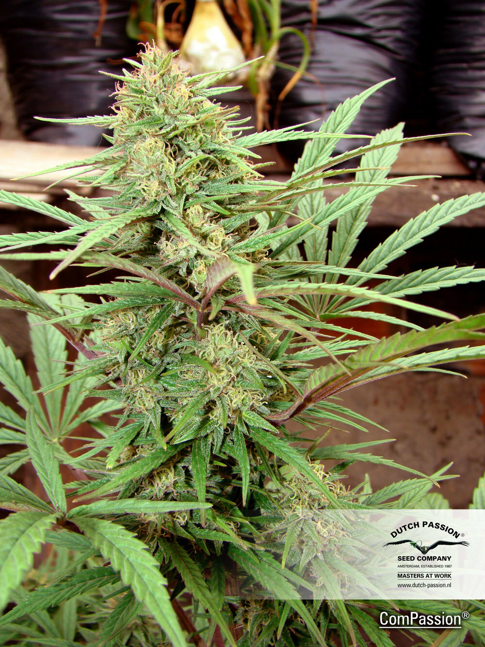 Dutch Passion - CBD ComPassion (fem.)