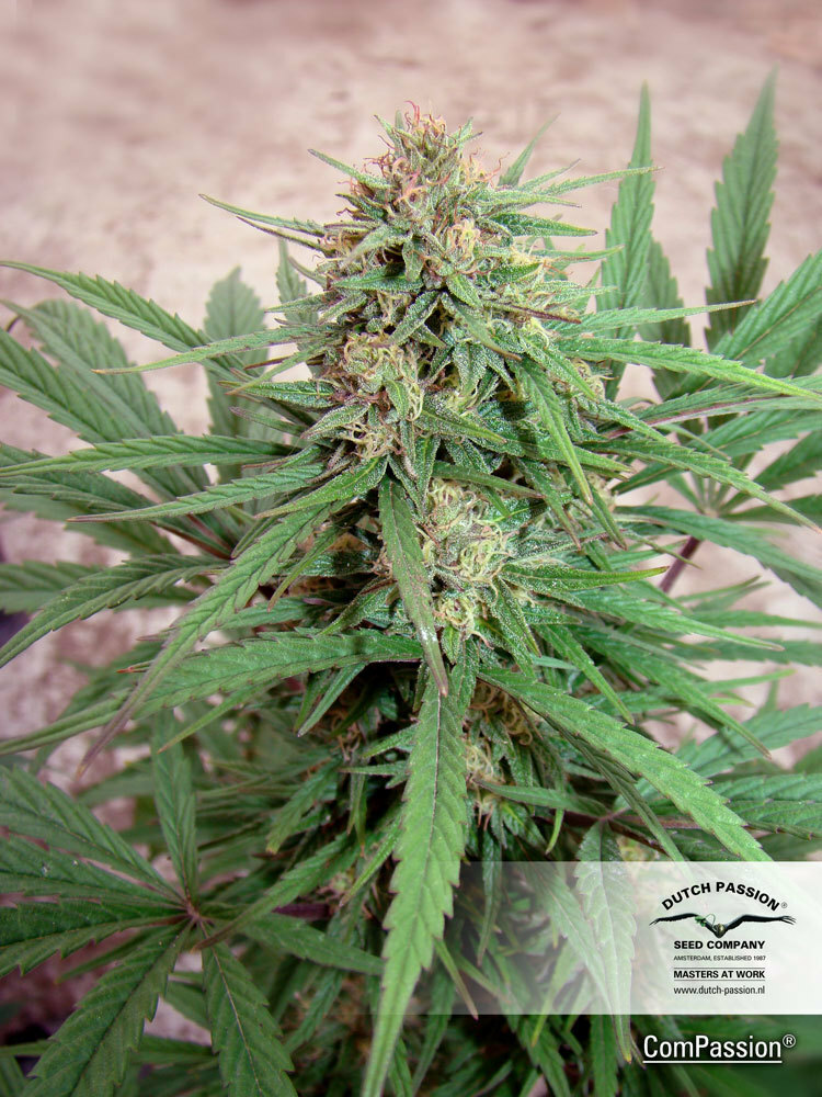Dutch Passion - CBD ComPassion (fem.)