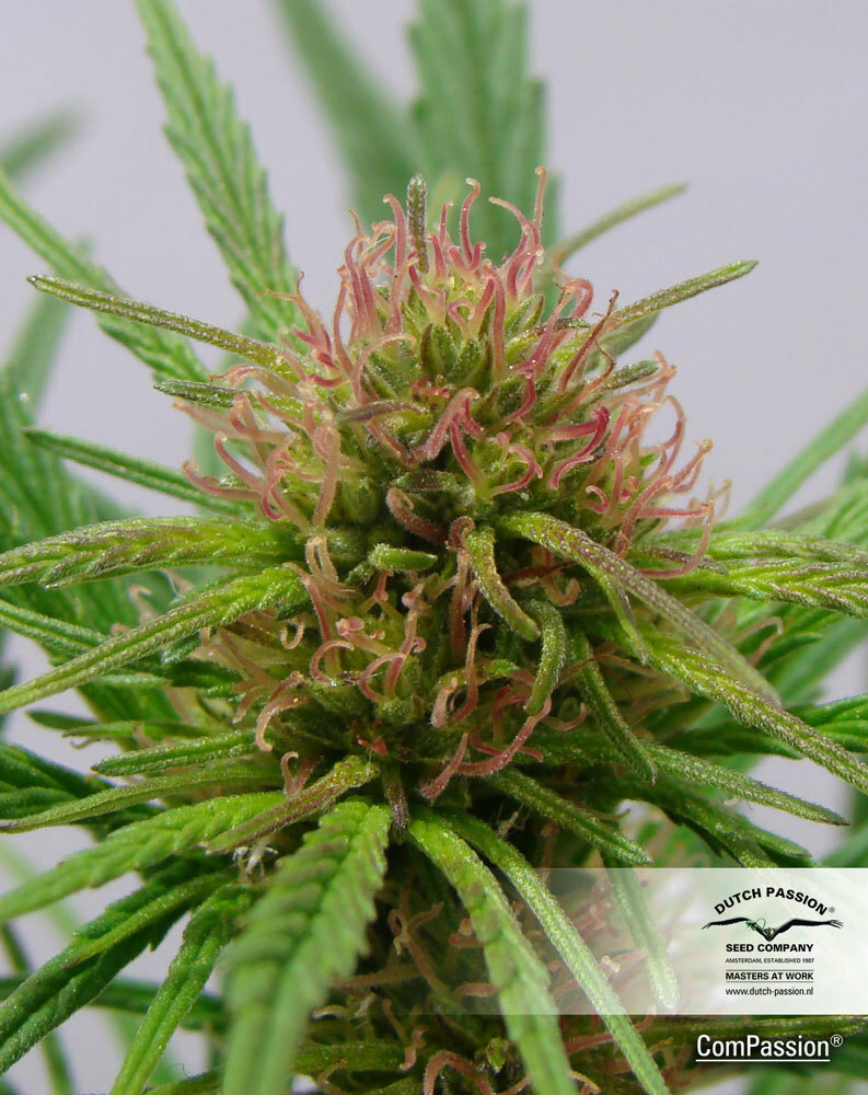 Dutch Passion - CBD ComPassion (fem.)