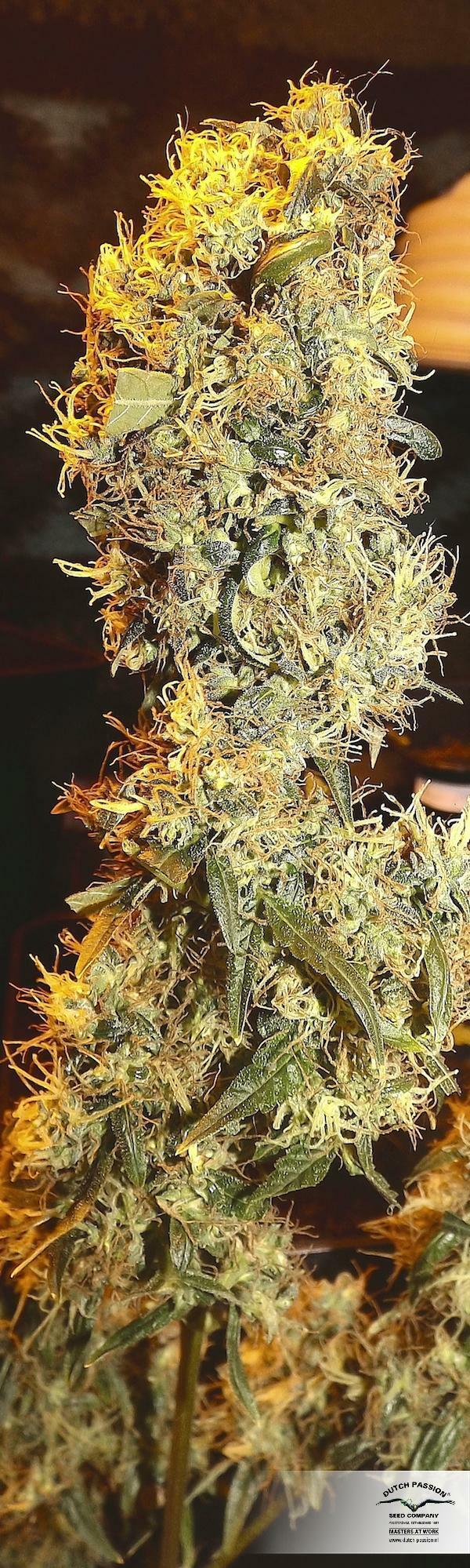 Dutch Passion - CBD ComPassion (fem.)