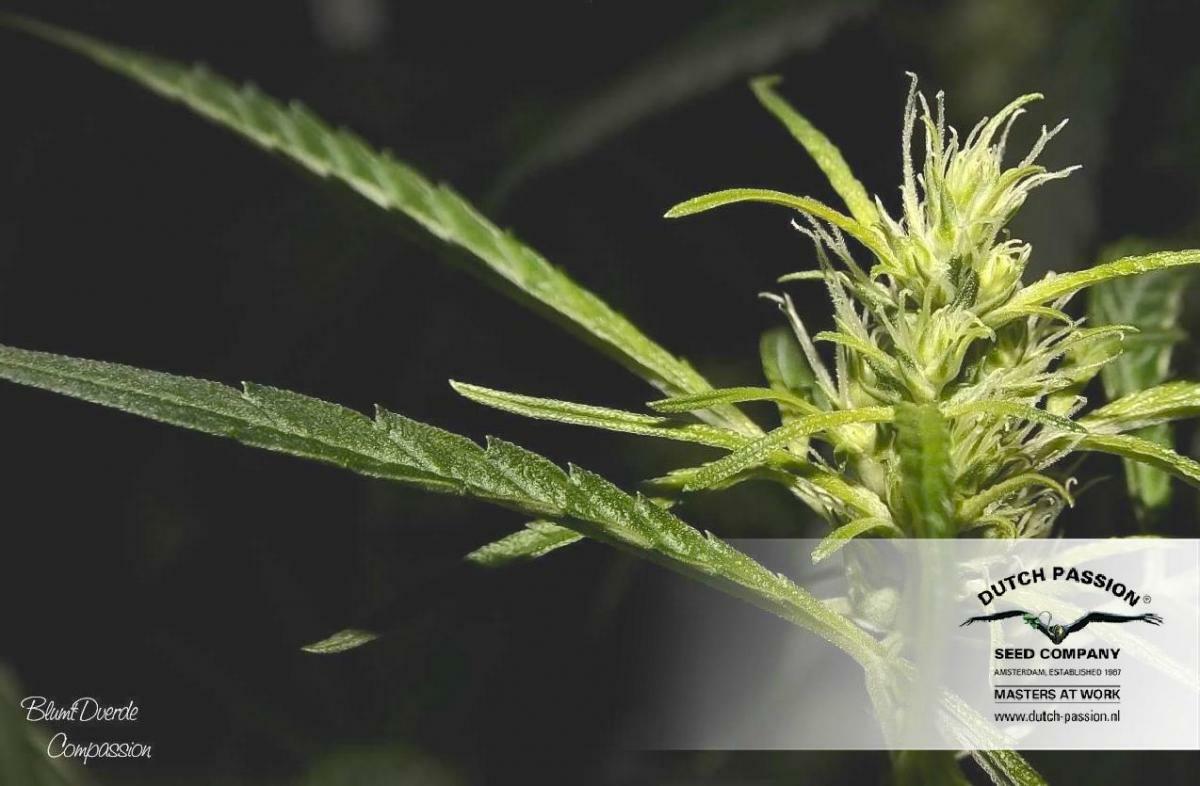 Dutch Passion - CBD ComPassion (fem.)