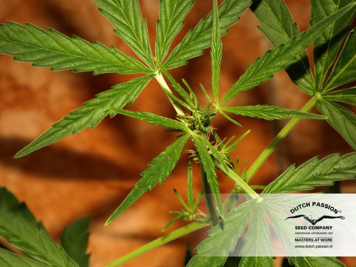 Dutch Passion - CBD ComPassion (fem.)