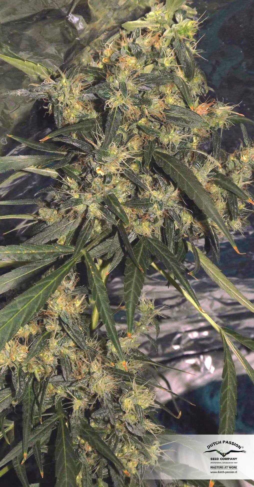 Dutch Passion - CBD ComPassion (fem.)