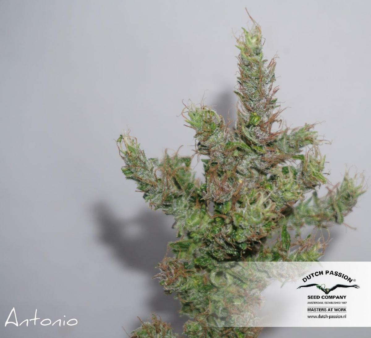 Dutch Passion - CBD ComPassion (fem.)