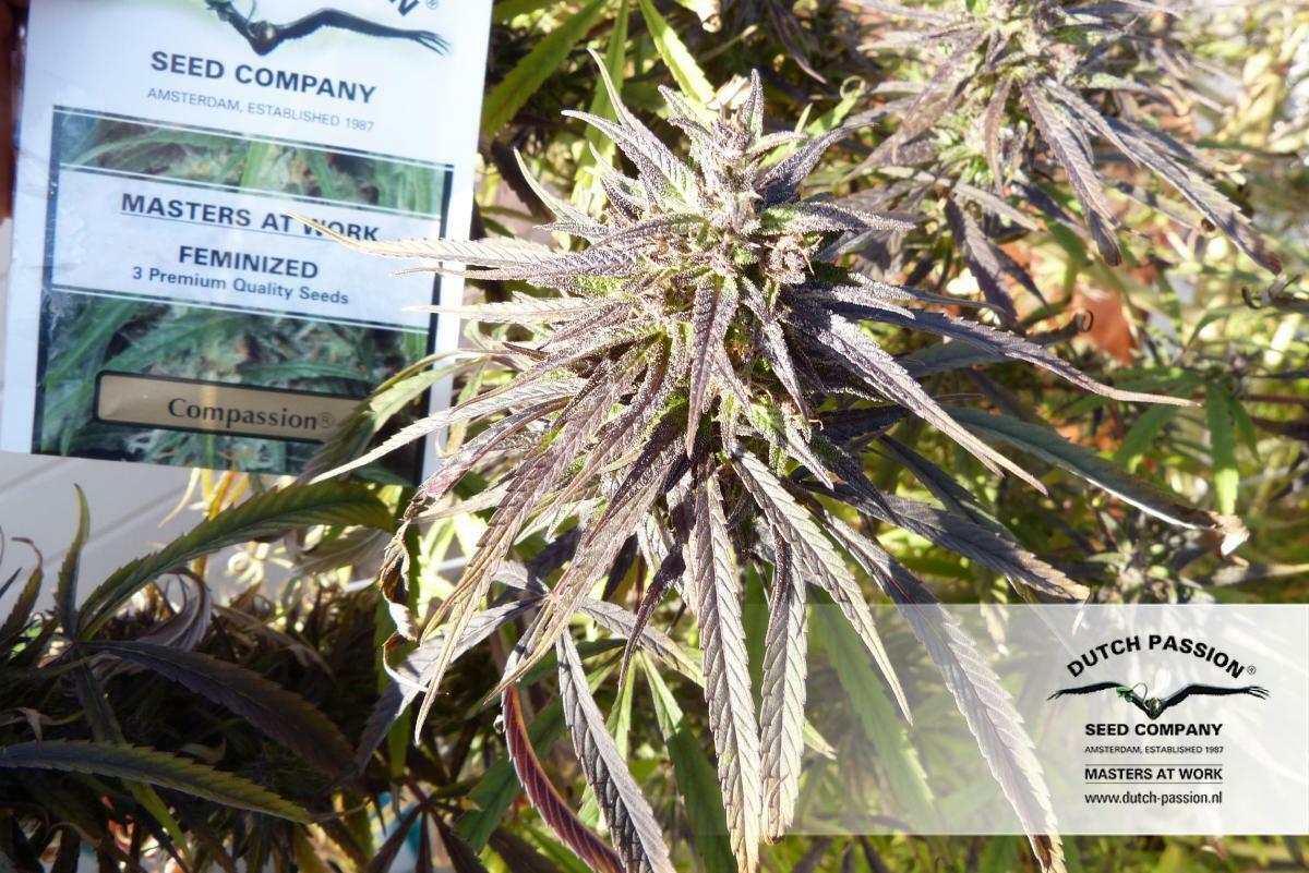 Dutch Passion - CBD ComPassion (fem.)