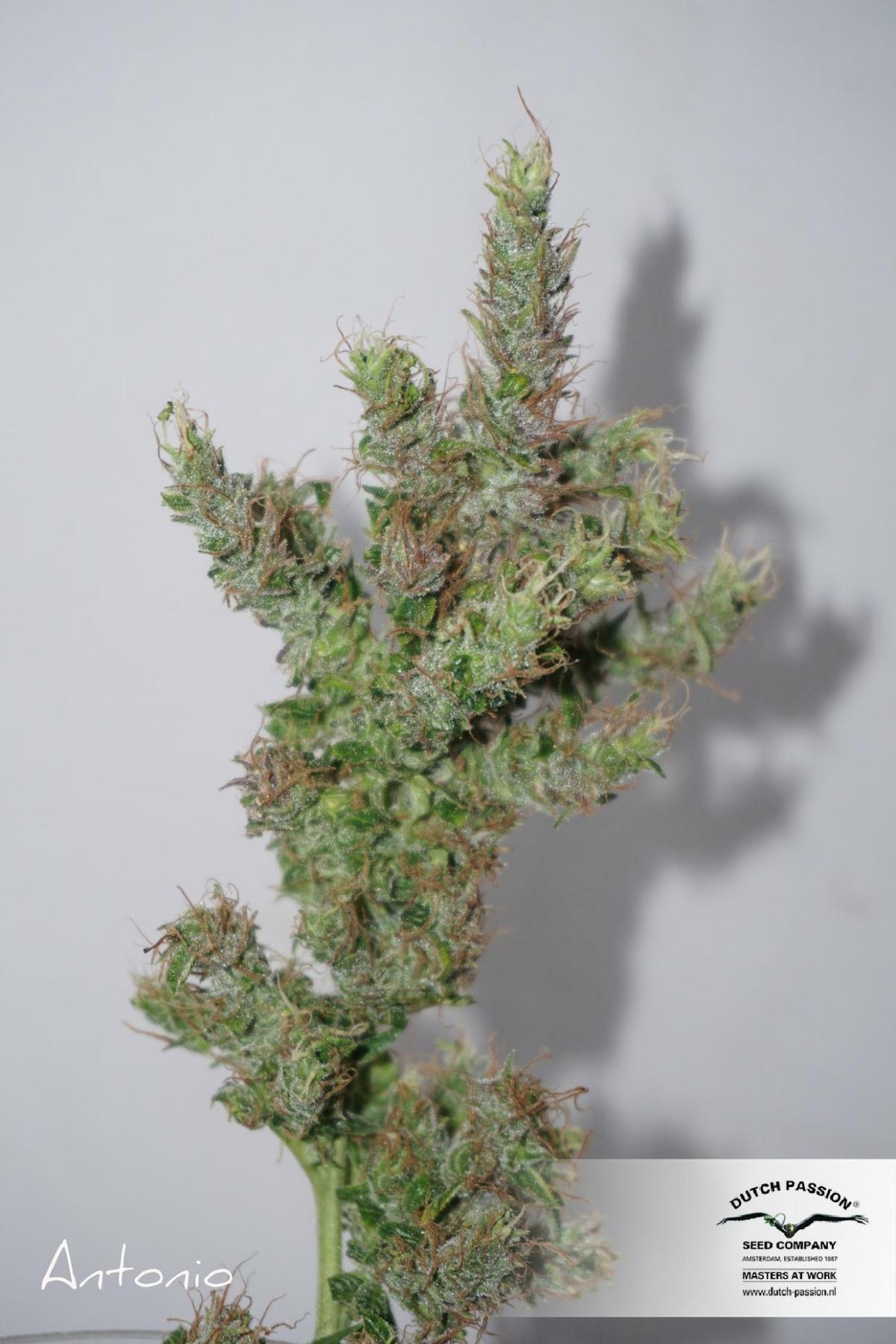Dutch Passion - CBD ComPassion (fem.)