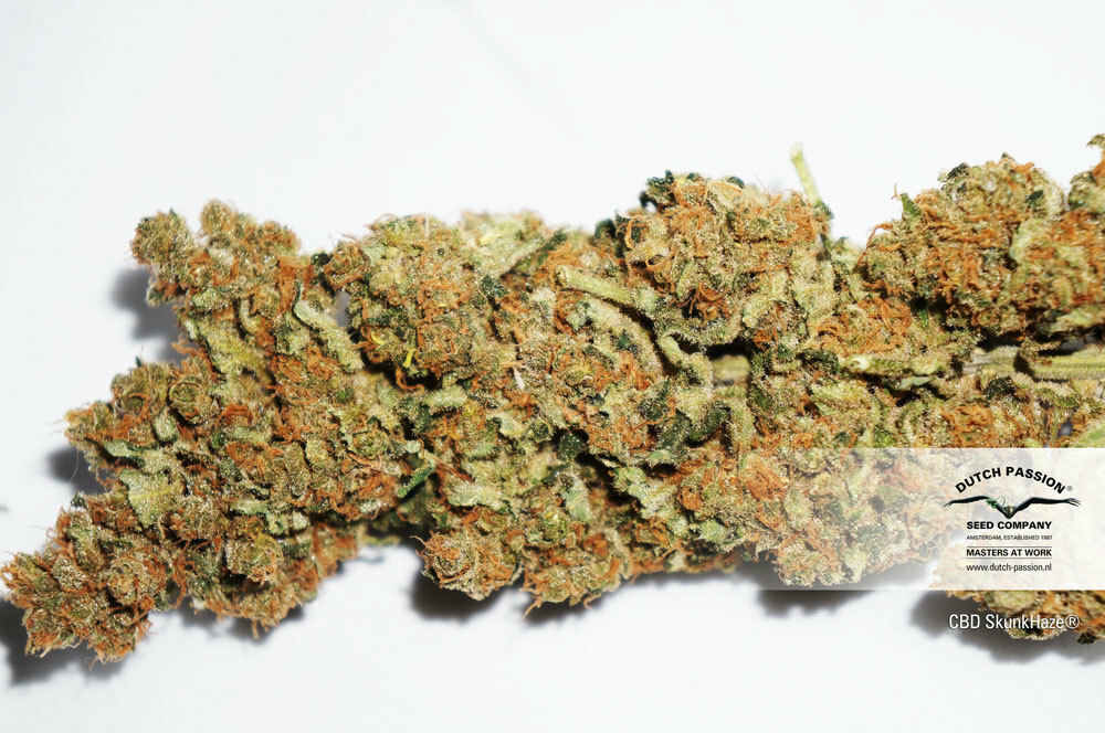 Dutch Passion - CBD Skunk Haze (fem.)