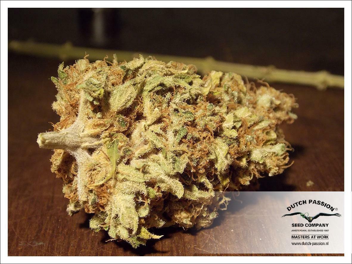 Dutch Passion - CBD Skunk Haze (fem.)