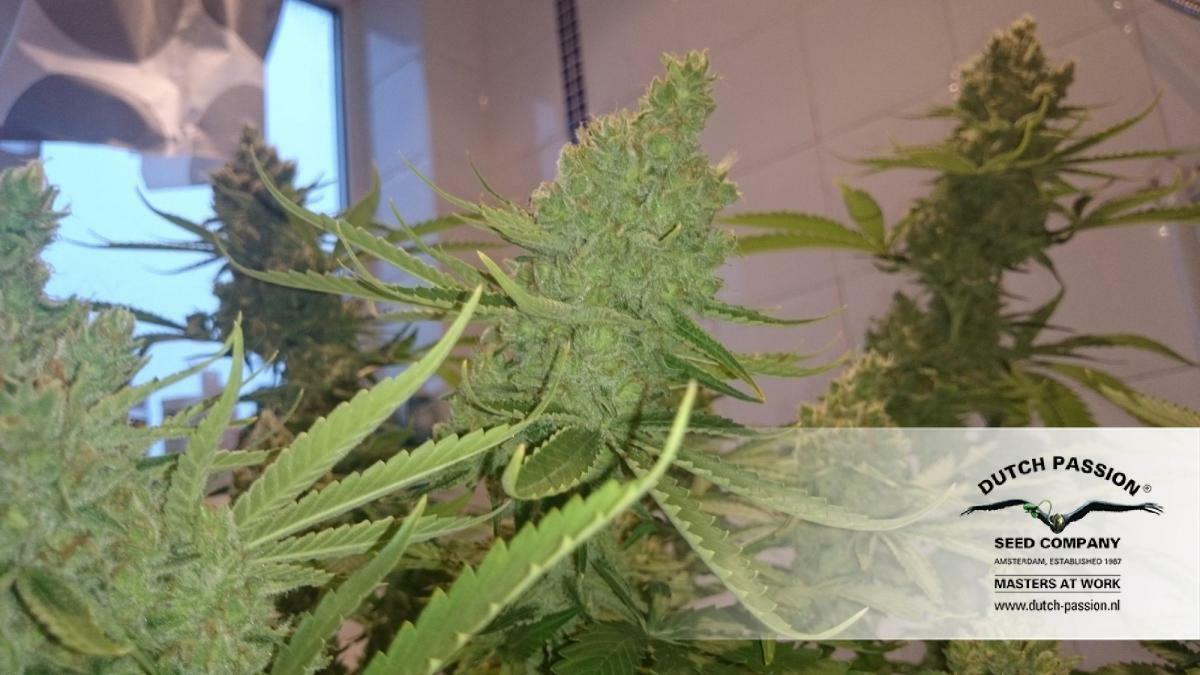 Dutch Passion - CBD Skunk Haze (fem.)