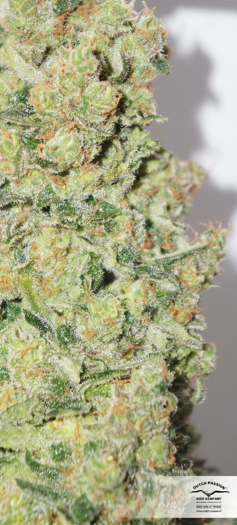 Dutch Passion - CBD Skunk Haze (fem.)