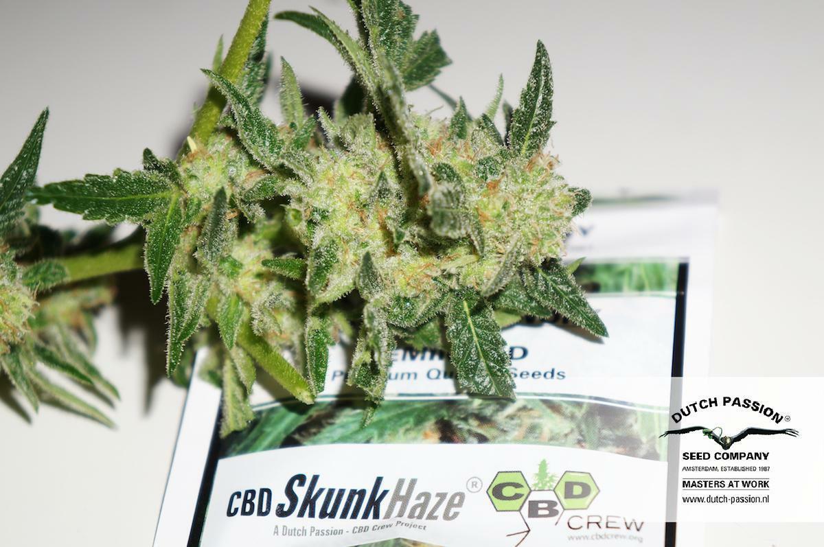 Dutch Passion - CBD Skunk Haze (fem.)
