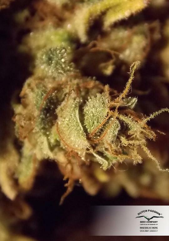 Dutch Passion - CBD Skunk Haze (fem.)