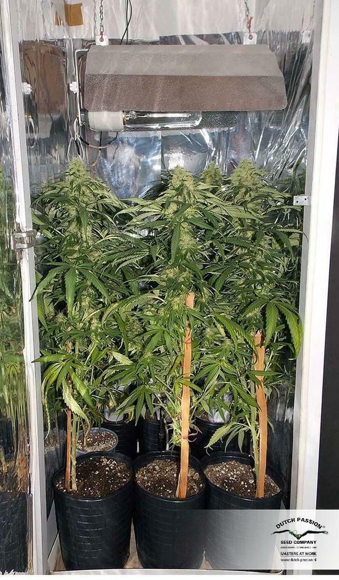 Dutch Passion - CBD Skunk Haze (fem.)