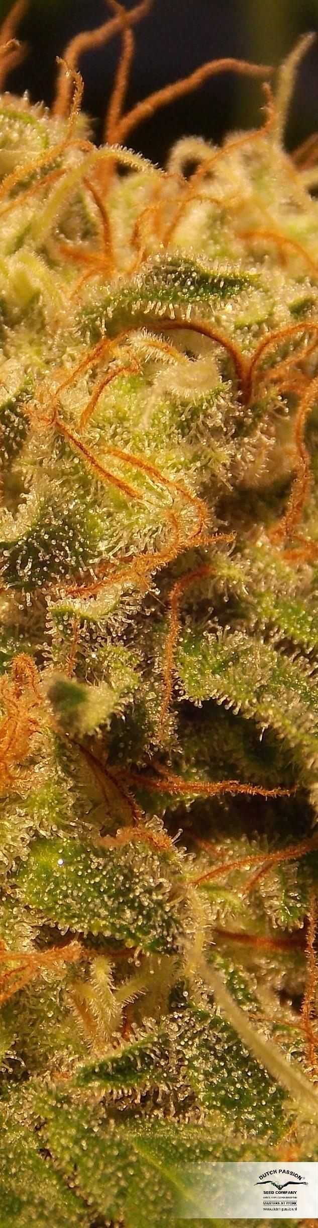 Dutch Passion - CBD Skunk Haze (fem.)