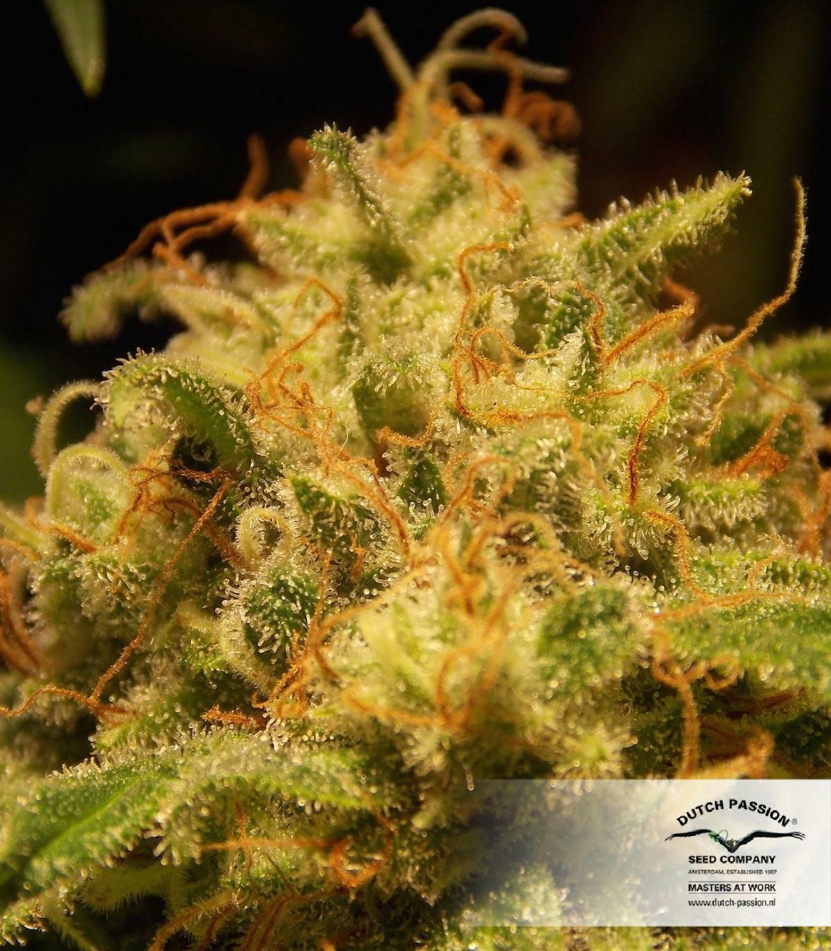 Dutch Passion - CBD Skunk Haze (fem.)